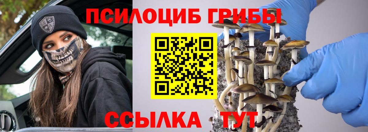 Псилоцибиновые грибы Psilocybe Киров